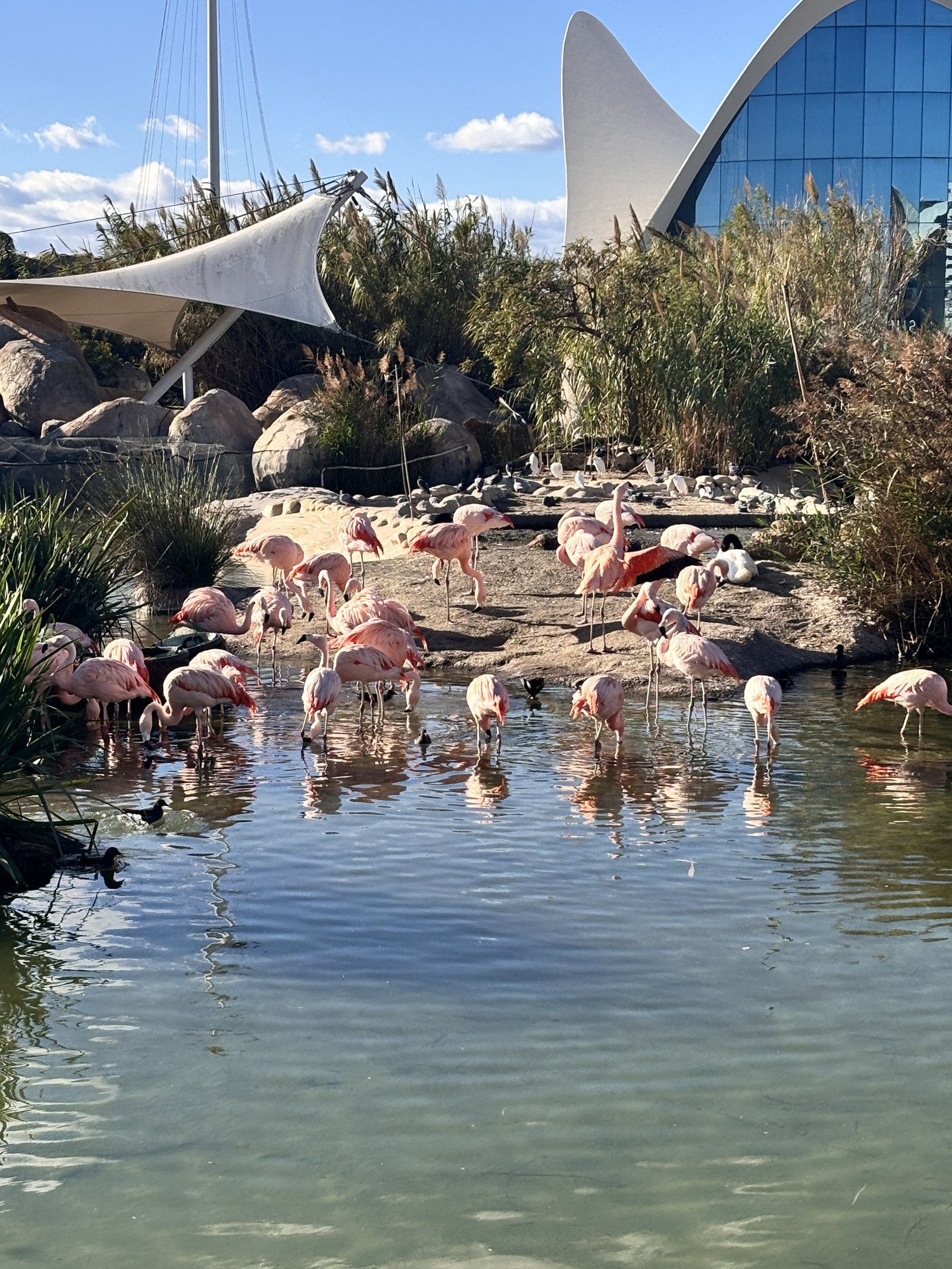 Flamencos en el área exterior del parque